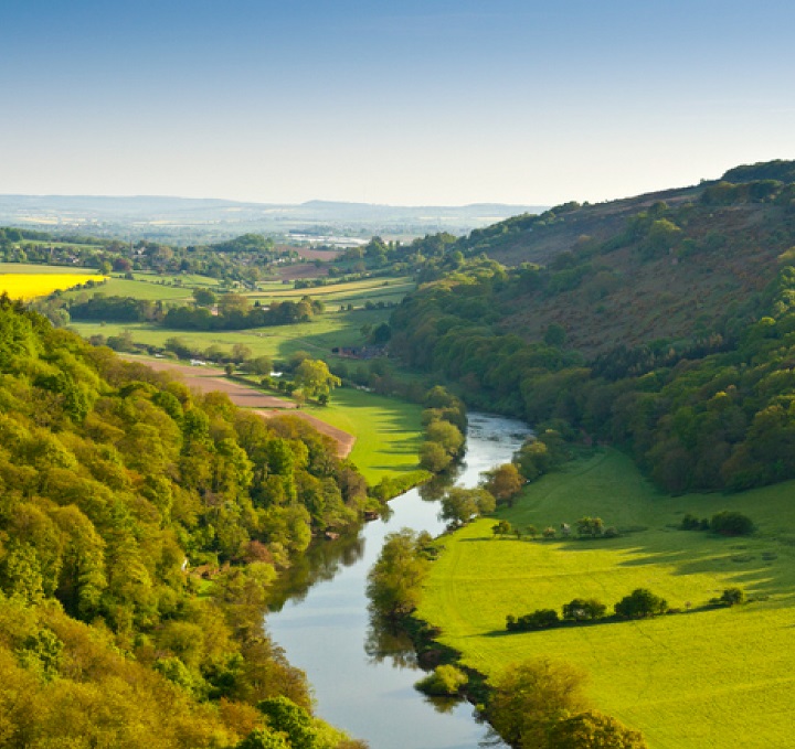 One Tree Planted UK Forests